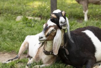 Why Register a Dairy Goat